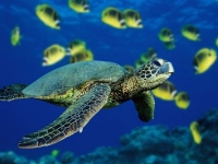 green-sea-turtle_0.jpg