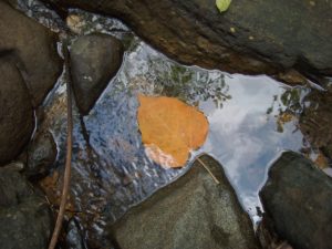 Costa Rica, Uvita, water, creek, lead, reflection