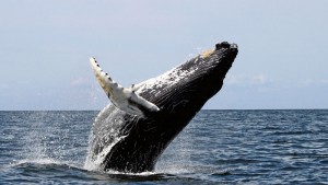 whale-breach