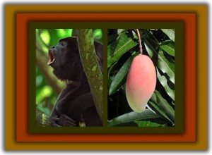 Monkeys and mangos affected by dry season rains.