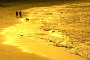 Walk-Dog-Beach