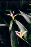 Costa Rica Season Change