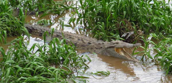 crocodile-jaco Crocodile north of Jaco Costa Rica