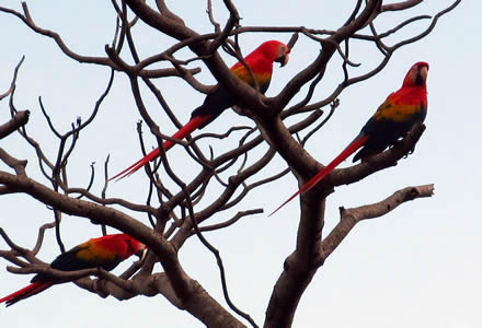 Scarlet macaws Costa Rica
