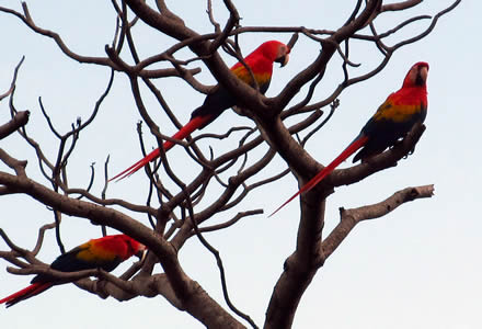 Scarlet macaws Costa Rica Scarlet macaws Costa Rica