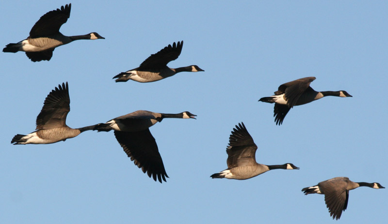Geese metaphore for seaonal residents in Costa Rica