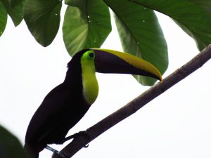 Toucan in guarumo. Uvita Costa Rica