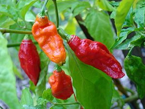 Ghost Peppers / Naga Bhut Jolokia