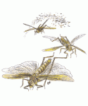 About Bugs & Chilis