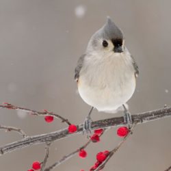 Photographic evidence of how perfect this planet is. Monochrome bird and setting contrasted by red berries.